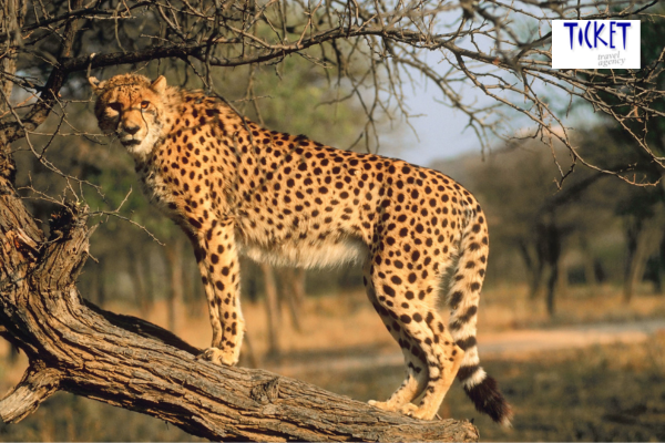 Untitled design - 2025-10-25T115144.872